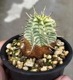 【XLサイズ】ユーフォルビア メロフォルミス錦 ※0594【輸入苗】 ユーフォルビア メロフォルミス錦 | GREEN LUCK