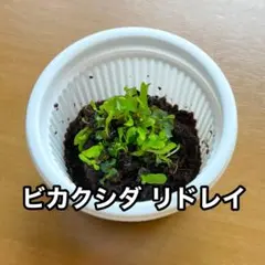 ビカクシダ リドレイ 胞子培養株 前葉体・胞子体 d - メルカリ