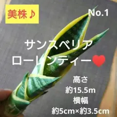 No.1【美株♪】サンスベリア ローレンティー♥️