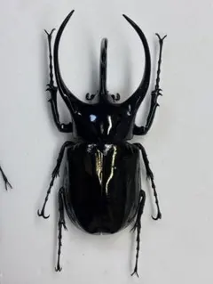 ラフェルトノコギリクワガタ 野外品 標本 - メルカリ