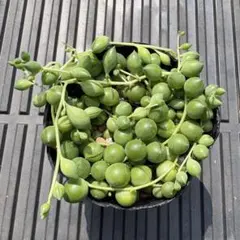 多肉植物　グリーンネックレス　B