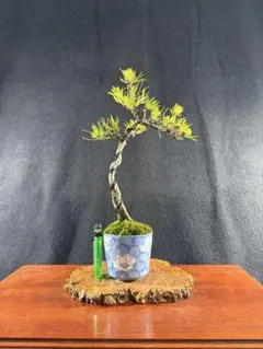 2026年最新】文人 盆栽の人気アイテム - メルカリ