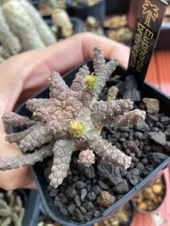 Euphorbia brevirama ユーフォルビア ブレビラマ - メルカリ