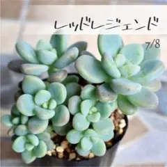 多肉植物【レッドレジェンド】パキベリア ポットごと or 抜き苗 6㎝ポットのサムネイル