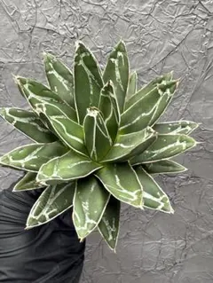 2026年最新】サンキング アガベの人気アイテム - メルカリ