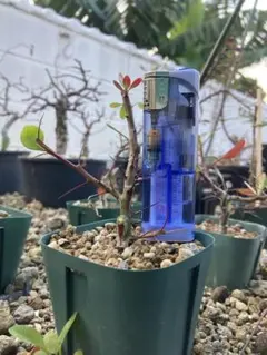 2026年最新】ファシクラータの人気アイテム - メルカリ