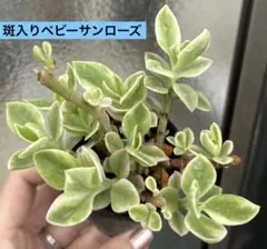 爽やか♪斑入りベビーサンローズ＆アロマティカス抜き苗②しっかり