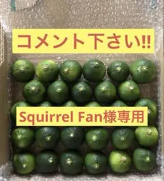 Squirrel Fan様専用