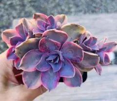 LUNA様 ご専用　值引100円　速達　おまけ付き　リクエスト 5点 まとめ商品