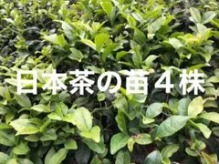 ⭐️ No.17様専用⭐️チャノキ苗4株⭐️ 2200円→900円　お茶の苗木　お茶苗