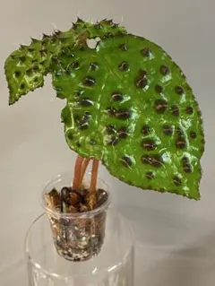 2026年最新】BEGONIA melanobullataの人気アイテム - メルカリ