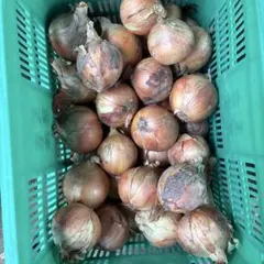 香川県産 玉ねぎ（玉葱　もみじ３号） 20㎏　（規格外）のサムネイル