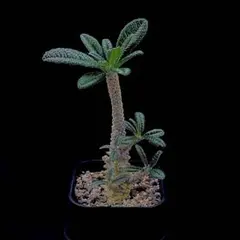 ドルステニアギガス 実生株 鉢ごとメルカリ便発送レア塊根植物 画像更新】ドルステニアギガス 実生 塊根植物 メルカリ便発送