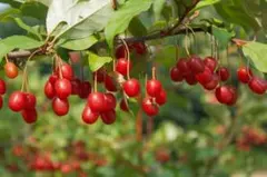 専用訳ありエコバッグ。