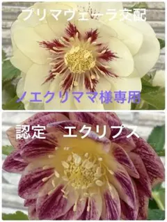 ノエクリママ様 リクエスト 2点 まとめ商品