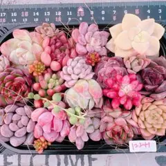 多肉植物 寄せ植えset♡12241※おまけ付きset