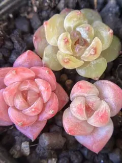 よ*ぴ様 現品　新作　多肉植物　エケベリア　小苗　3株　5cm鉢