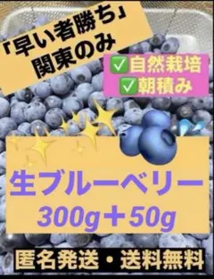 「早い者勝ち」関東のみ【自然栽培・朝積み】生ブルーベリー 300g+50g以上のサムネイル