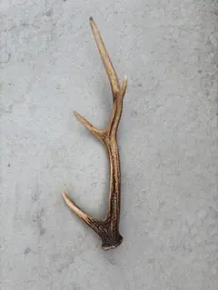 ニホンジカの角 約40cm - メルカリ