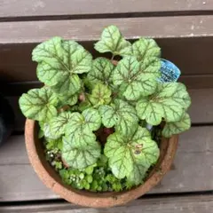 sai☆様専用です！！ヒューケラ マーベラスマーブル 大株 抜き苗 カラーリーフ