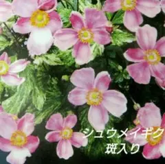 튜메이 국화 잡색 분홍색 1 식물 작은 묘목 일본 말미잘 플록스 f4