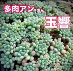 Happiness One様 リクエスト 3点 まとめ商品