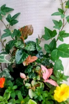 寄せ植え 観葉植物 アイビー ハツユキカズラ ベビーサンローズのサムネイル