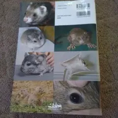 値下げ！1280円→980円 カラーアトラス エキゾチックアニマルズ 嗜好類編