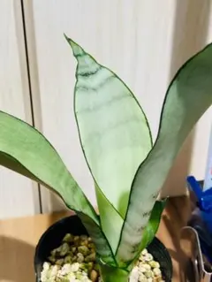 サンスベリア ユキオンナ Sansevieria Yuki Onna - メルカリ