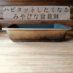 ハビタットにオススメな盆栽鉢　塊根植物　アガベ　ハオルチア　サボテン　みやび