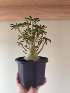 2026年最新】ドルステニアの人気アイテム - メルカリ