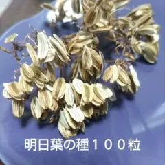 2026年最新】明日葉 種の人気アイテム - メルカリ