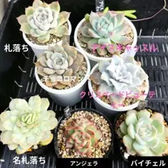 エケベリアセット　寄せ植え多肉　多肉弁当
