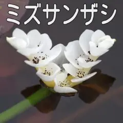 あゆみさん様 リクエスト 2点 まとめ商品