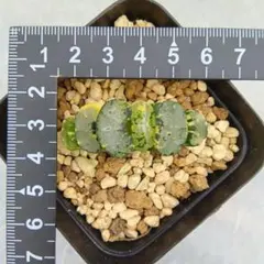 2025年最新】ハオルチア コレクタ錦の人気アイテム - メルカリ