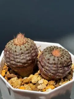 サボテン フライレア 士童 群生株のサムネイル