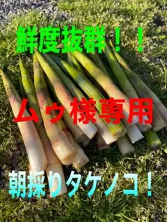 ムゥ様専用！タケノコ
