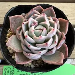 kohaku様 リクエスト 3点 まとめ商品