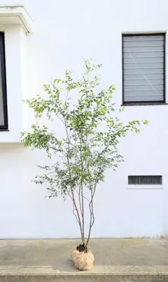 【フィカス・ベンジャミン】超逸品　看板木　樹齢70年　特大 【自社配送】 フィカス・ベンジャミン】超逸品 看板木 樹齢70年 特大 【自社配送