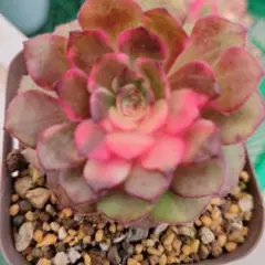 2026年最新】花火アエオニウムの人気アイテム - メルカリ