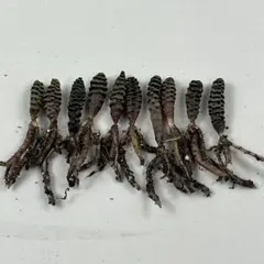 2026年最新】ブルビネ ブルインシーの人気アイテム - メルカリ