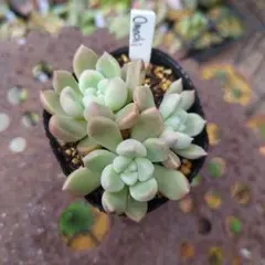 ルナ様 リクエスト 2点 まとめ商品