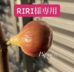【RIRI様専用】いちじく穂木
