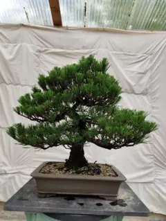 盆栽 那須娘 五葉松 樹高32cm - メルカリ