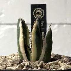 2025年最新】スナグルトゥースの人気アイテム - メルカリ