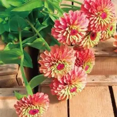 【花の種】百日草　ジニア　クイーンレッドライム　１５粒　八重～半八重