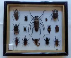 2026年最新】カミキリ 標本の人気アイテム - メルカリ