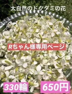 Rちゃん様専用ページ 大自然のドクダミの花　330輪　650円のサムネイル