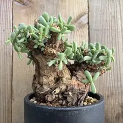 最終値下げ‼️ ケラリアピグマエア現地株 現品限り】ケラリア・ピグマエア 現地株 大株 コレクション