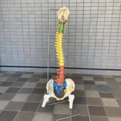 脊椎脊柱模型 骨格標本 スタンド付き カイロ 整体 整骨院 鍼灸 - メルカリ